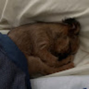 Meet your Posher, Rayne